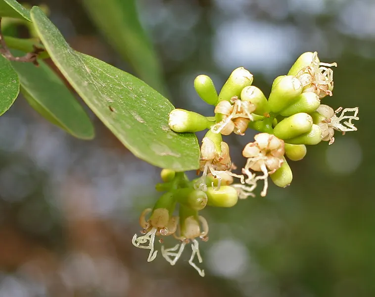 Indian Plum (Oemleria Cerasiformis) — the Indian Plum is dioecious