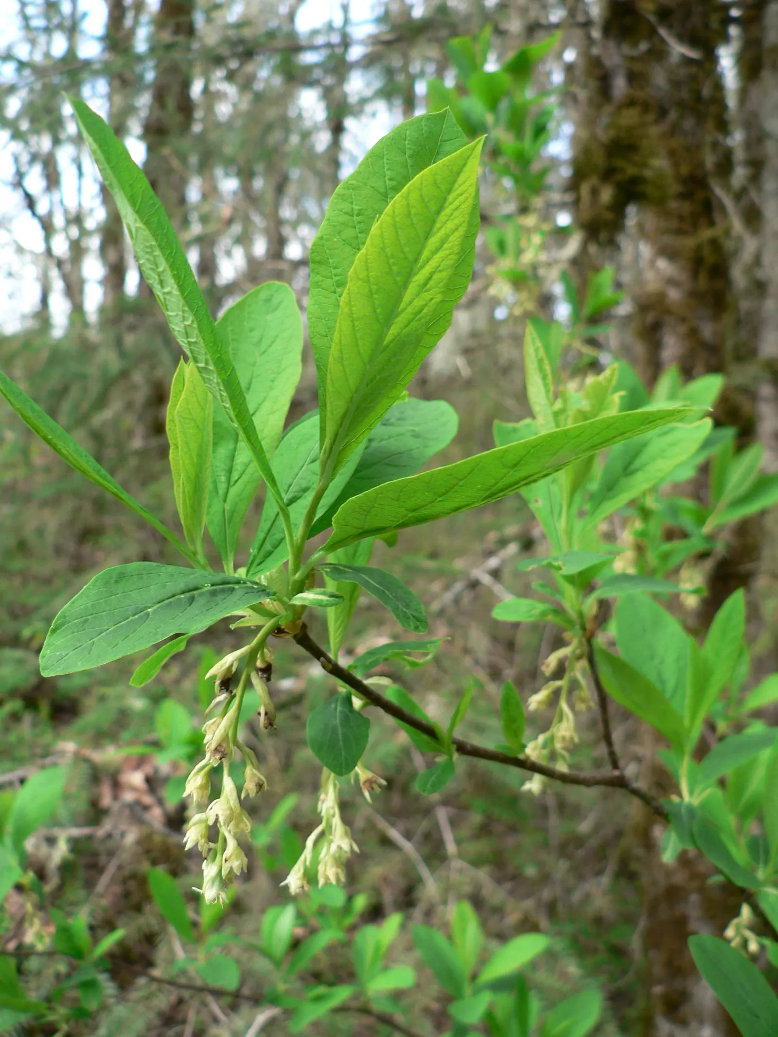 Indian Plum (Oemleria Cerasiformis) — celebrated for its early spring blossoms and wildlife-friendly characteristics; its preference for USDA, image 57