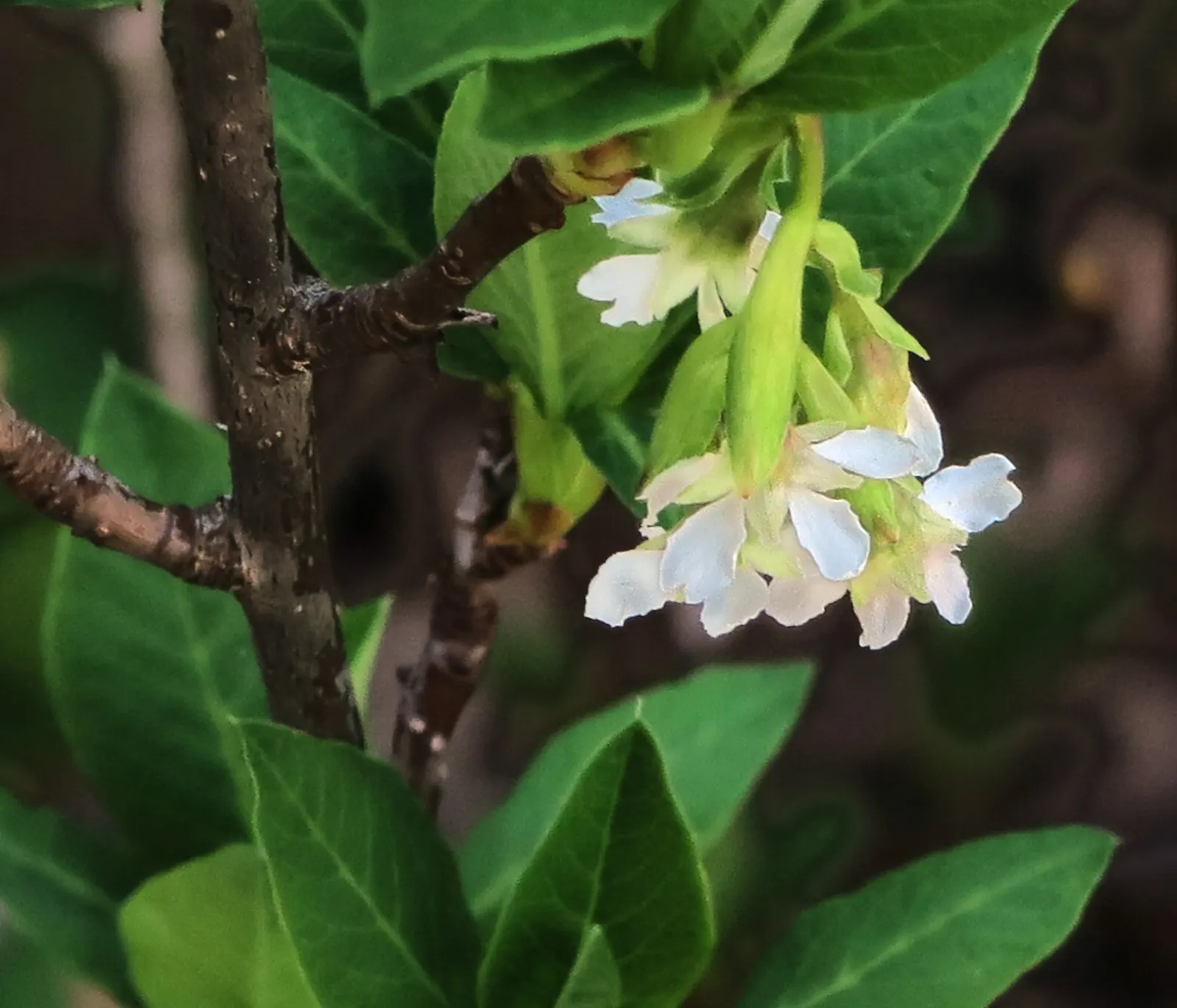 Indian Plum (Oemleria Cerasiformis) — This shrub typically grows to a height of 5 to 15 feet; this early-blooming plant features clusters of small, image 83