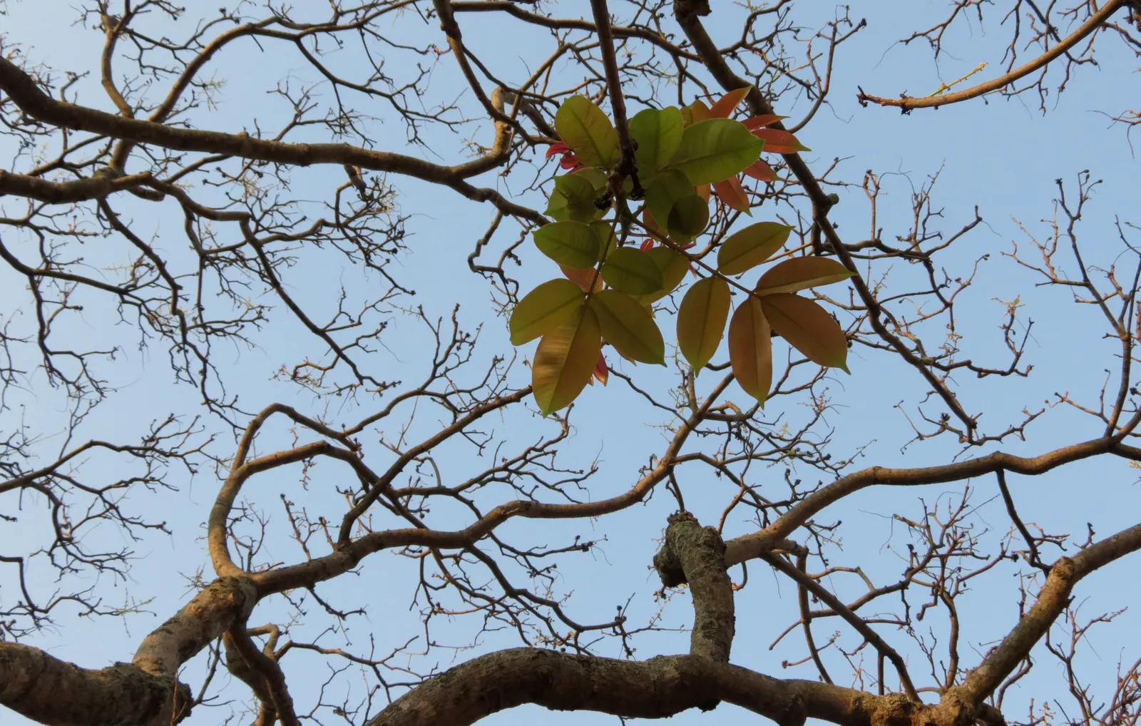 Indian Plum (Oemleria Cerasiformis) — It typically grows 5-20 feet tall and spreads 4-12 feet wide; the Indian Plum is dioecious, image 77