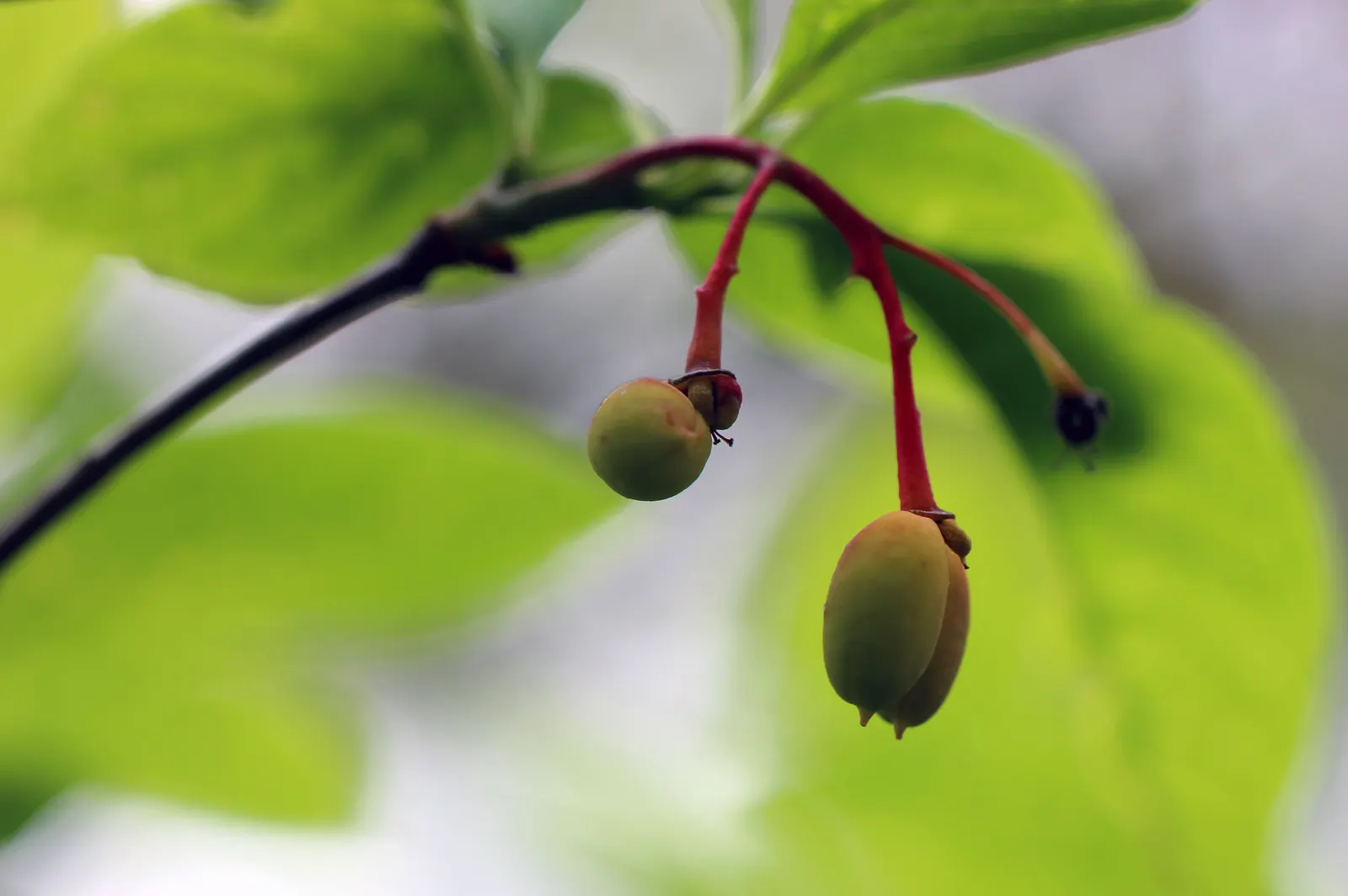 Indian Plum (Oemleria Cerasiformis) — Autumn brings a subtle display of yellow foliage; pendant clusters of flowers grace the bare branches by as, image 91