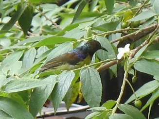 Indian Plum (Oemleria Cerasiformis) — ecologically supportive option; oemleria cerasiformis, commonly known as Indian Plum, is a deciduous shrub, image 72