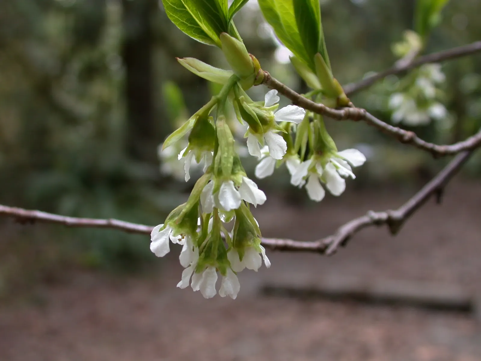 Indian Plum (Oemleria Cerasiformis) — Oemleria cerasiformis, commonly known as Indian Plum, is a deciduous shrub native to the Pacific Northwest; it thrives in