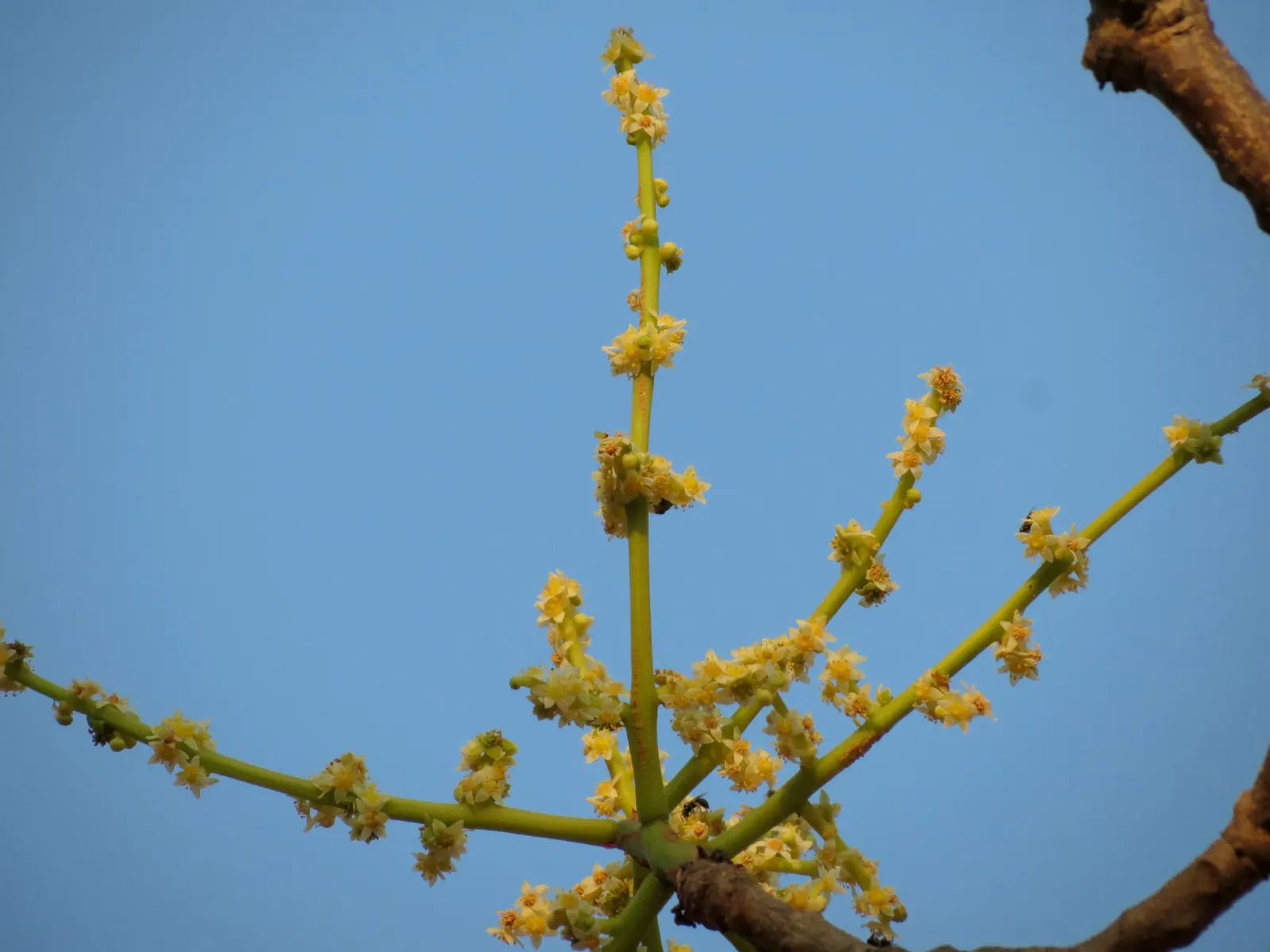 Indian Plum (Oemleria Cerasiformis) — Each flower measures about 0.5 inches across; contributing additional seasonal interest.<br><br>Upon, image 85