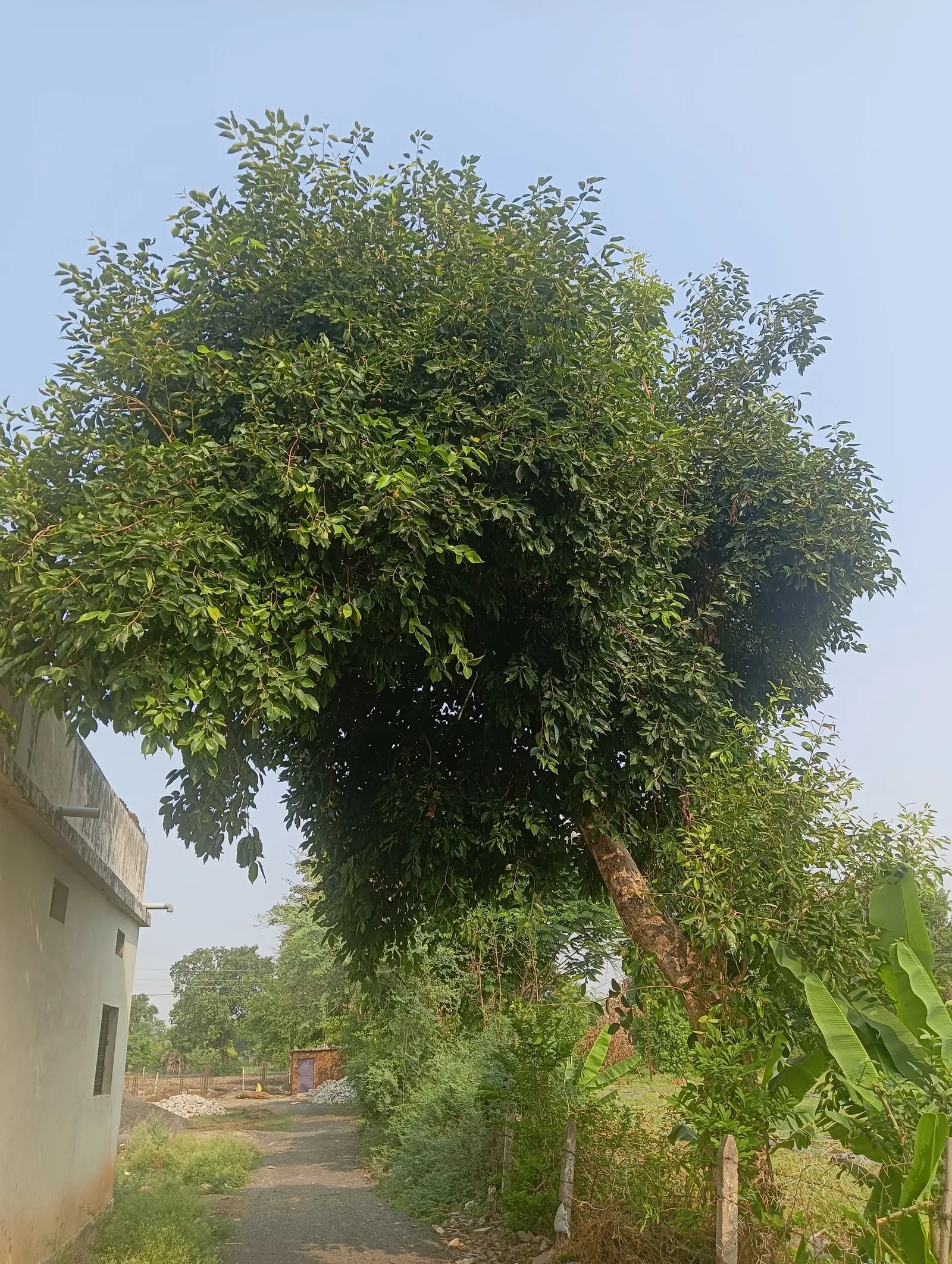 Indian Plum (Oemleria Cerasiformis) — ecologically supportive option; oemleria cerasiformis, commonly known as Indian Plum, is a deciduous shrub native to the