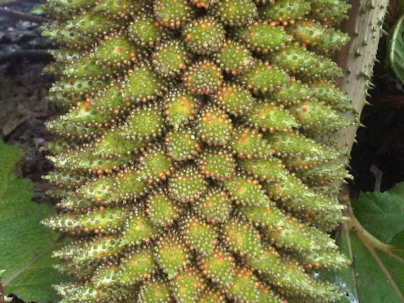 Chilean Gunnera, Dinosaur Food (Gunnera Tinctoria) — with a spread of up to 10 feet