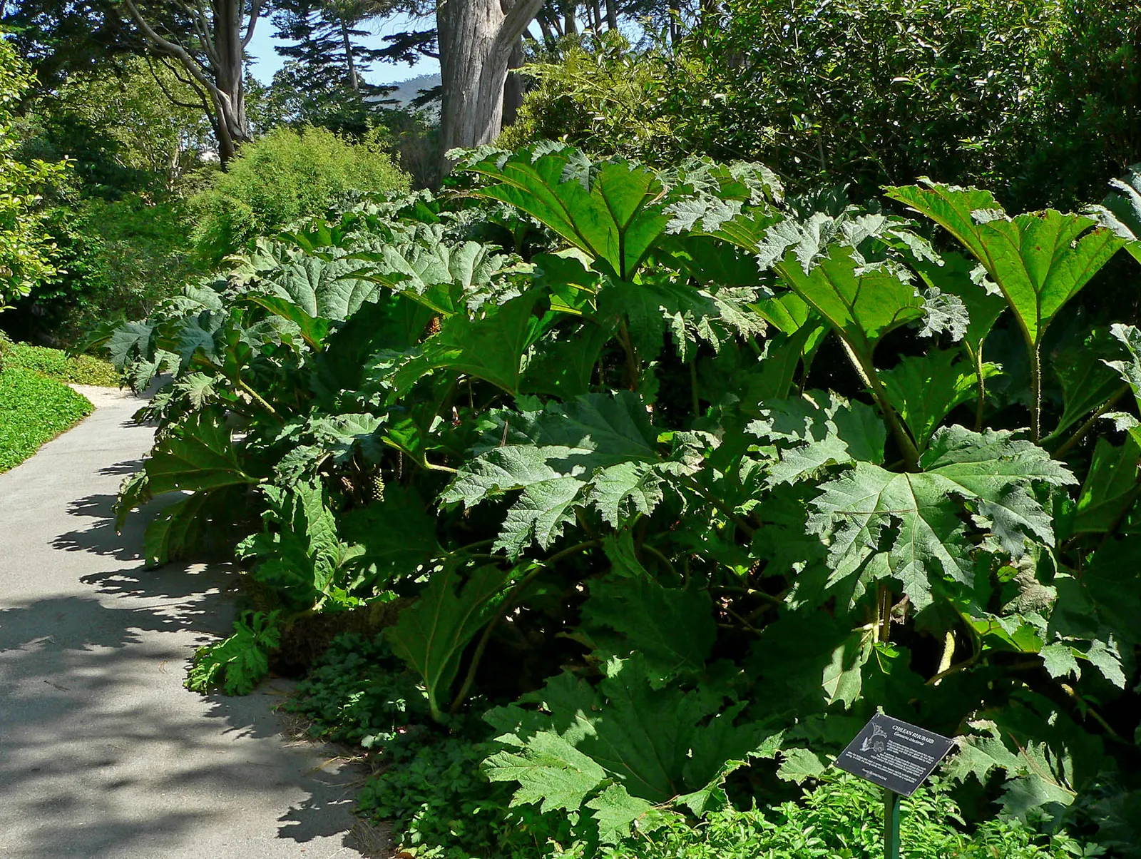 Chilean Gunnera, Dinosaur Food (Gunnera Tinctoria) — preferring partial to full shade and consistently moist