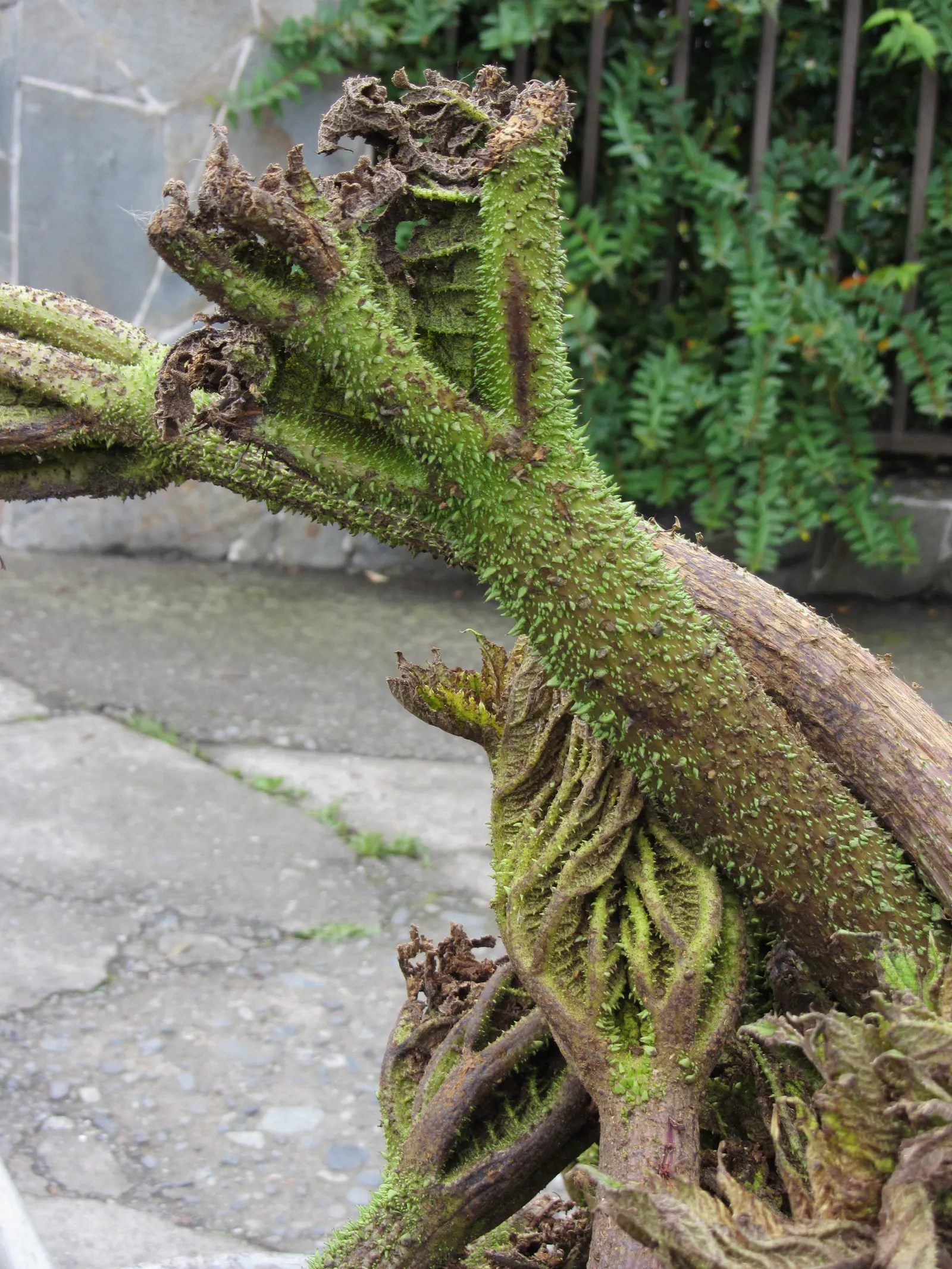 Chilean Gunnera, Dinosaur Food (Gunnera Tinctoria) — and their umbrella-like formation is supported on thick; its mammoth rhubarb-like leaves can span up to 8