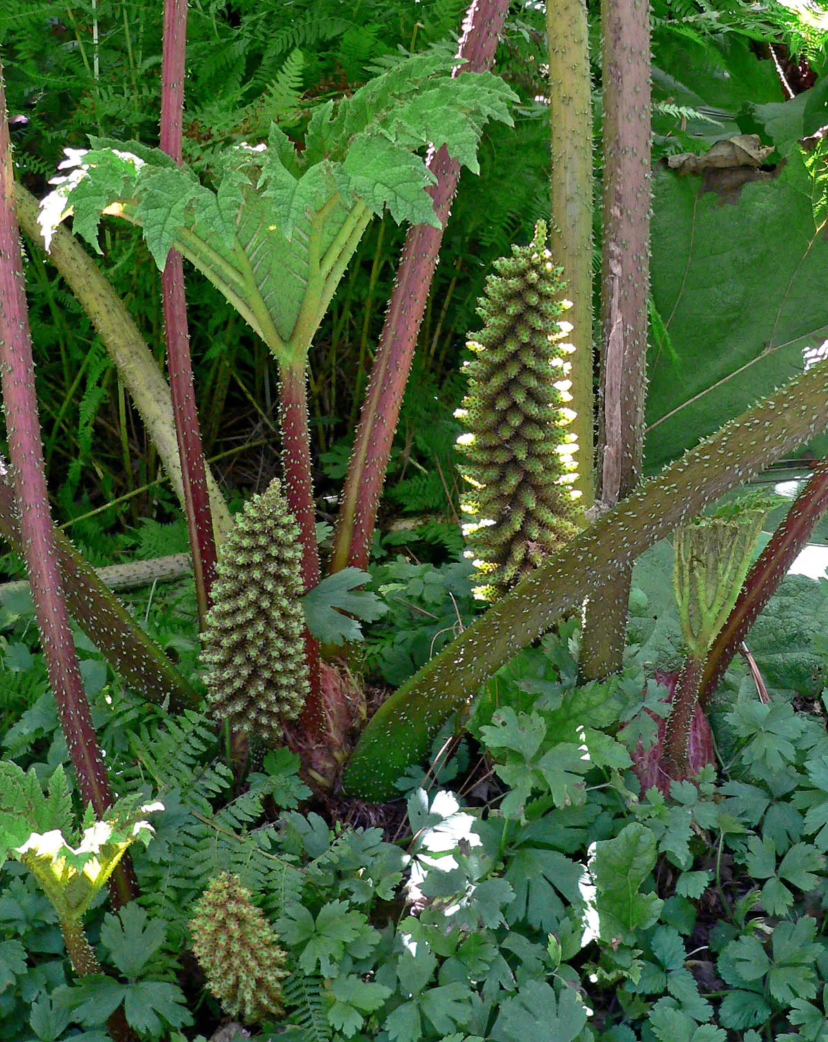 Chilean Gunnera, Dinosaur Food (Gunnera Tinctoria) — coarse-textured leaves that can reach an impressive span of up to 8 feet across