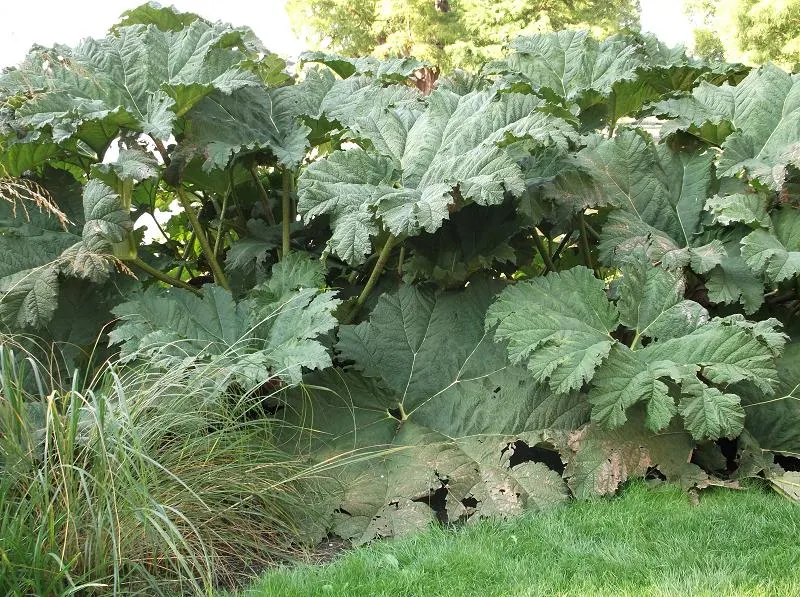 Chilean Gunnera, Dinosaur Food (Gunnera Tinctoria) — account for its need for significant soil moisture and protection from intense midday sun