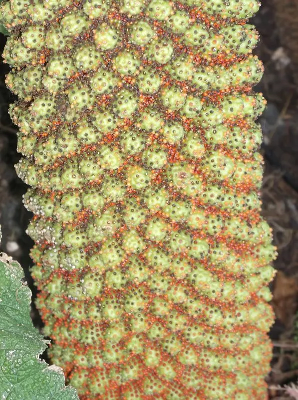 Chilean Gunnera, Dinosaur Food (Gunnera Tinctoria) — also known as Dinosaur Food (Gunnera tinctoria); suited for zones 7-10, it thrives in moist, image 47