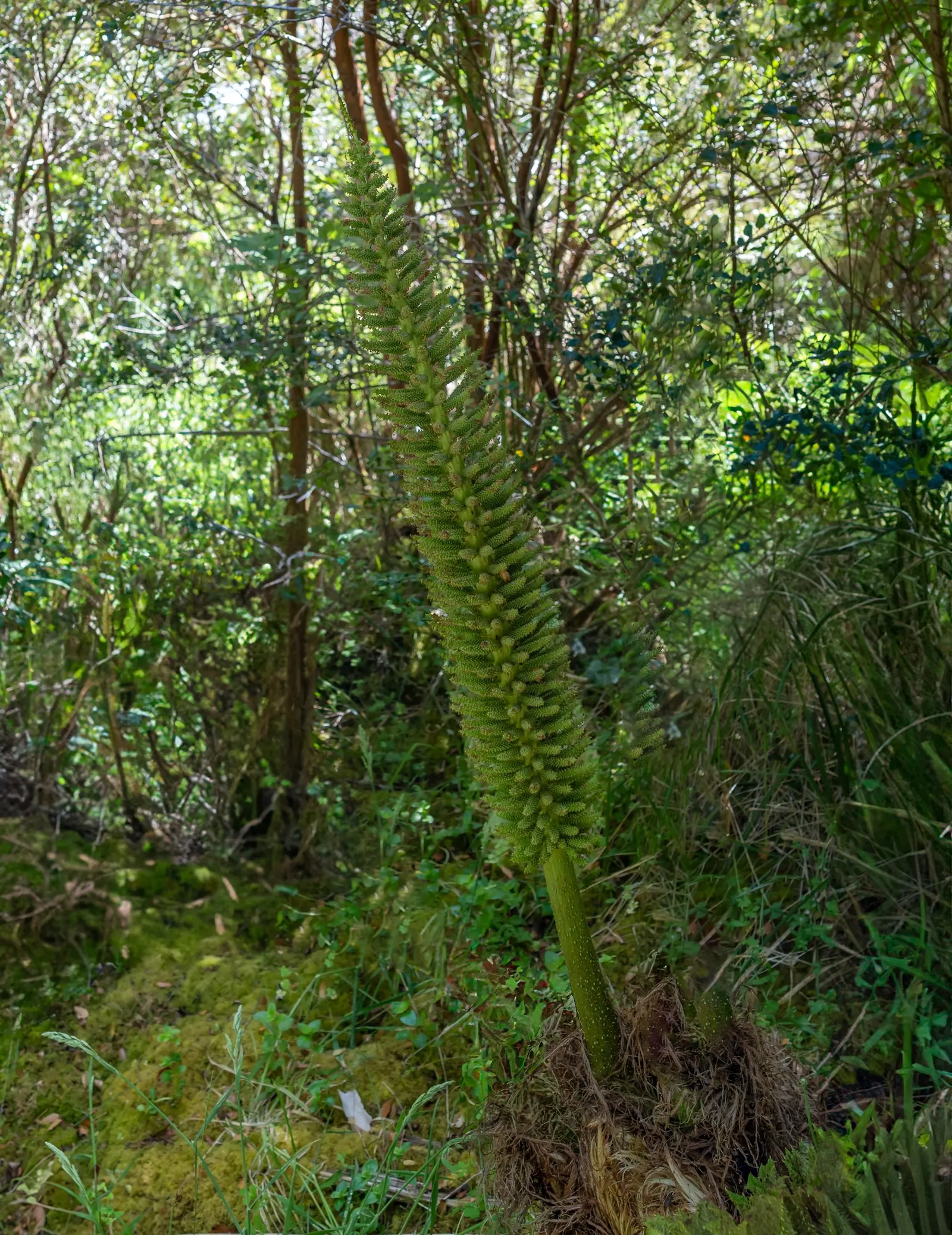 Chilean Gunnera, Dinosaur Food (Gunnera Tinctoria) — Its leaves emerge from a central; preferring partial to full shade and consistently moist