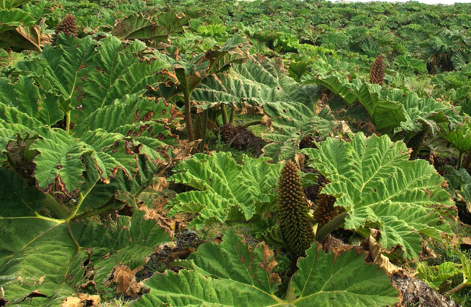Chilean Gunnera, Dinosaur Food (Gunnera Tinctoria) — also known as Dinosaur Food (Gunnera tinctoria)
