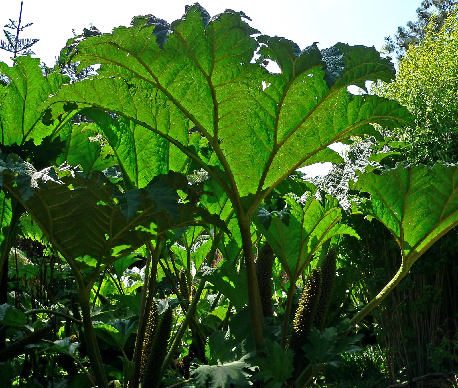 Chilean Gunnera, Dinosaur Food (Gunnera Tinctoria) — coarse-textured leaves that can reach an impressive span of up to 8 feet across; ideal for waterside