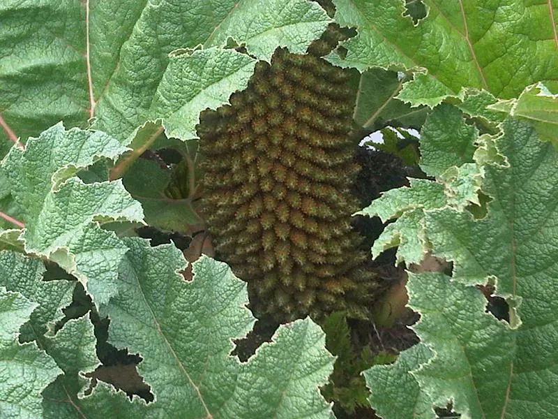 Chilean Gunnera, Dinosaur Food (Gunnera Tinctoria) — Suited for zones 7-10, it thrives in moist, humus-rich soil and partial shade; prehistoric-looking