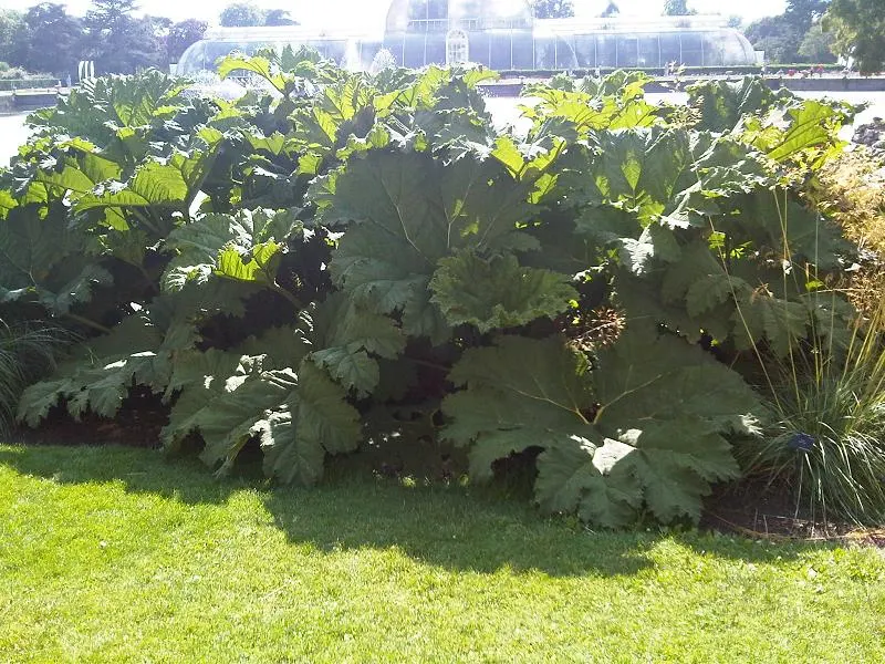 Chilean Gunnera, Dinosaur Food (Gunnera Tinctoria) — prehistoric-looking perennial; coarse-textured leaves that can reach an impressive span of up to 8 feet