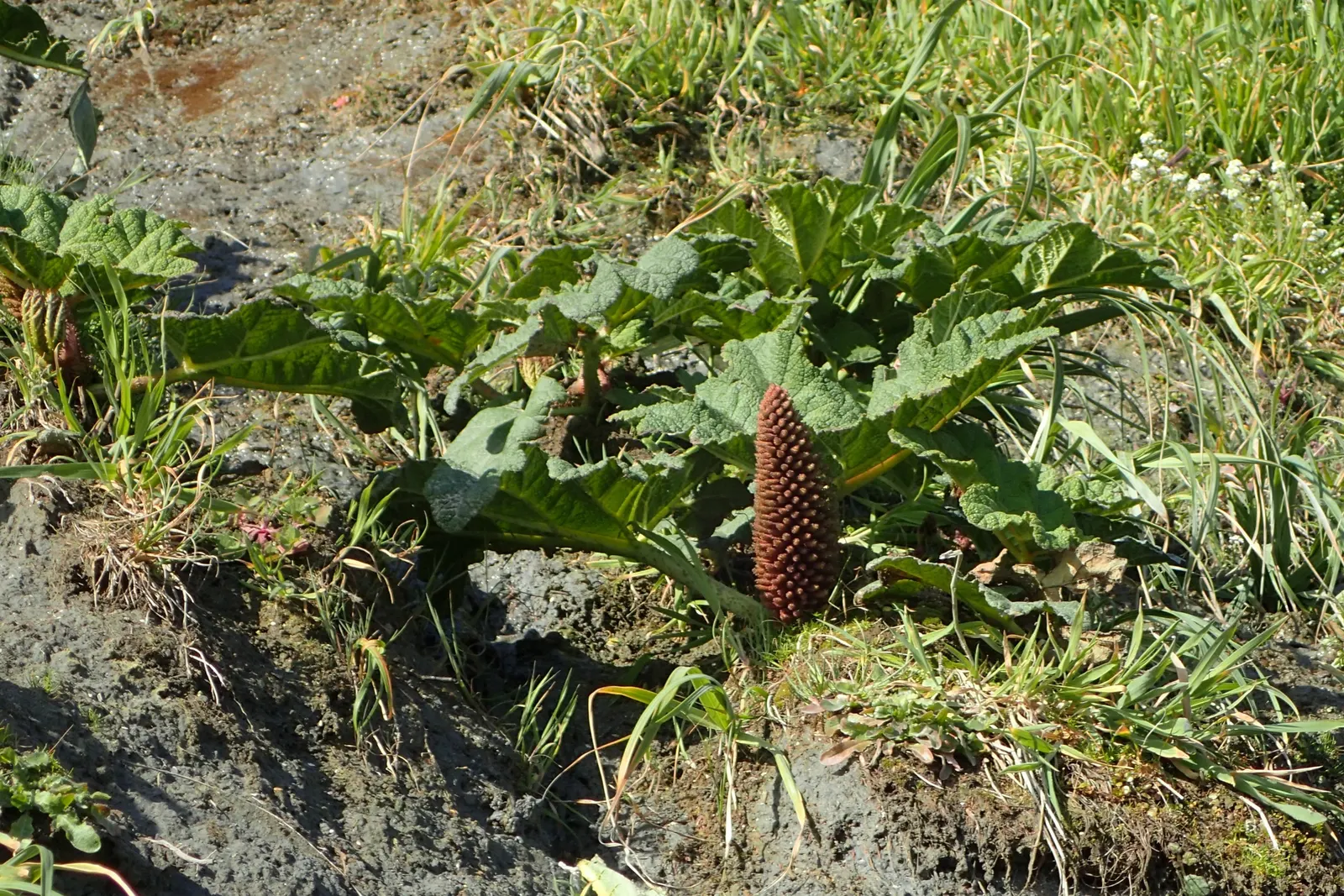 Chilean Gunnera, Dinosaur Food (Gunnera Tinctoria) — Suited for zones 7-10, it thrives in moist, humus-rich soil and partial shade