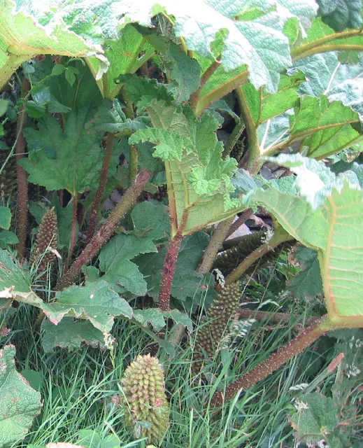 Chilean Gunnera, Dinosaur Food (Gunnera Tinctoria) — account for its need for significant soil moisture and protection from intense midday sun; its leaves