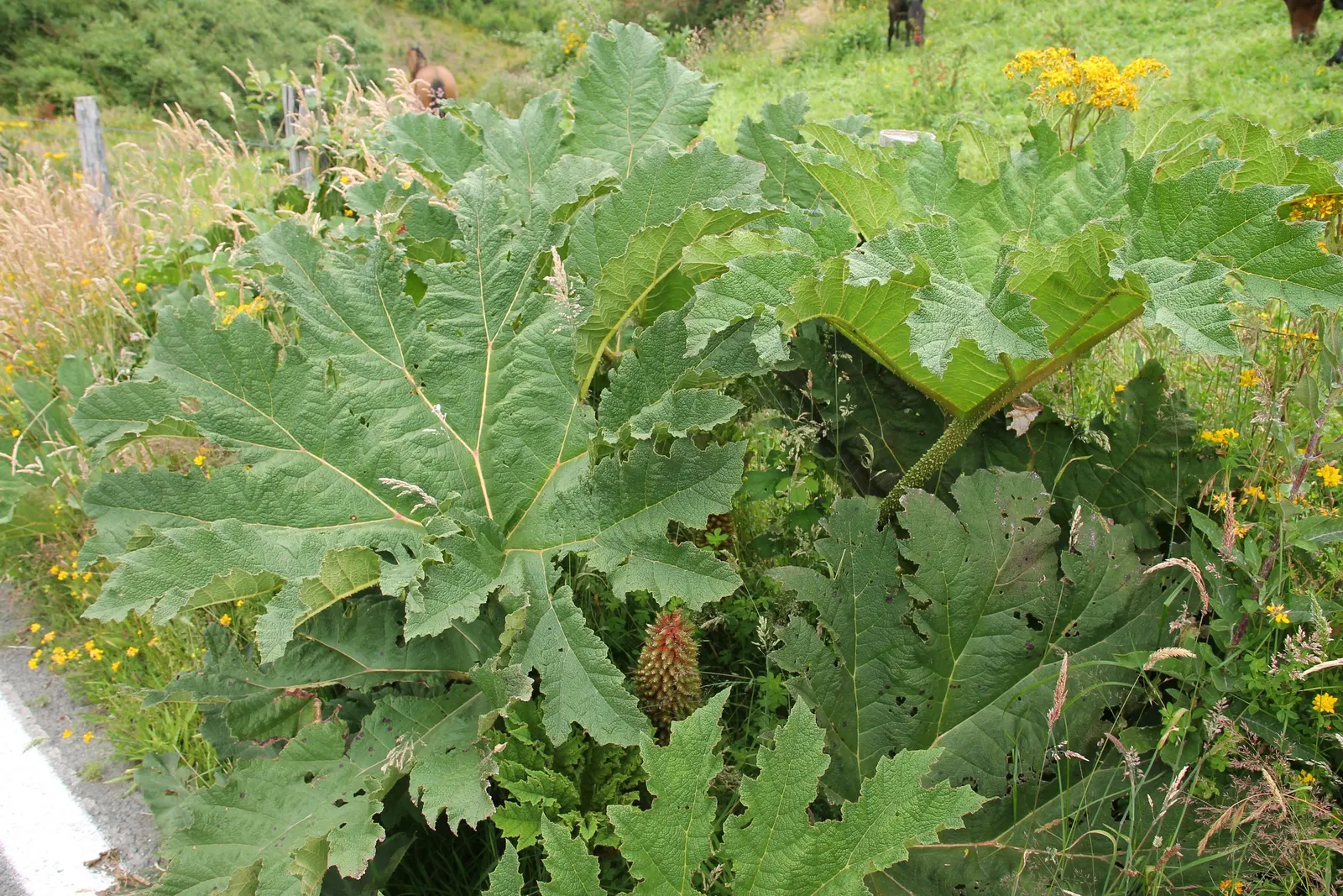 Chilean Gunnera, Dinosaur Food (Gunnera Tinctoria) — aquatic / perennial for half or shade; humus-rich soil to mimic its native damp environments