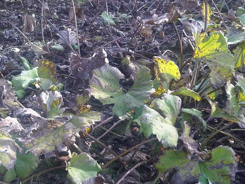 Chilean Gunnera, Dinosaur Food (Gunnera Tinctoria) — Scientifically known as Gunnera tinctoria; it requires ample room to grow, potentially spreading up to 10