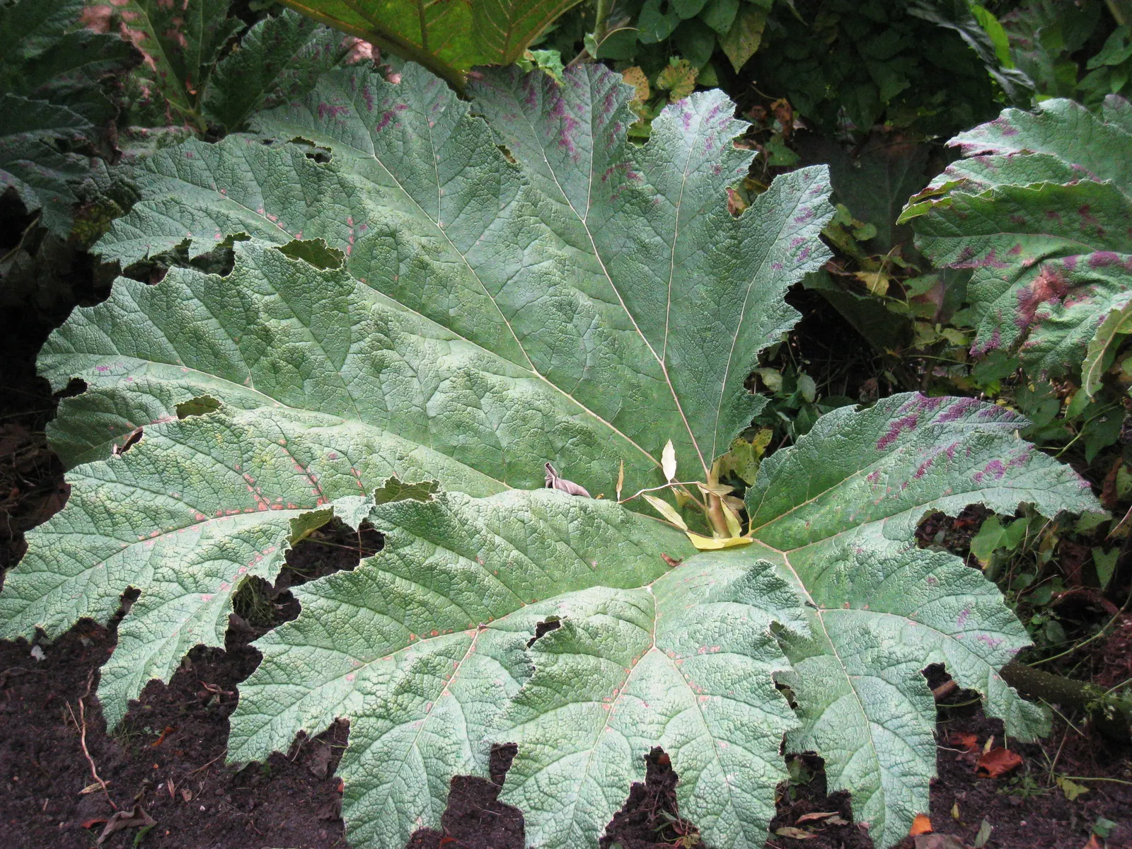 Chilean Gunnera, Dinosaur Food (Gunnera Tinctoria) — boasting shades of reddish-green flowers.<br><br>This plant thrives in USDA hardiness zones 7-10; commonly