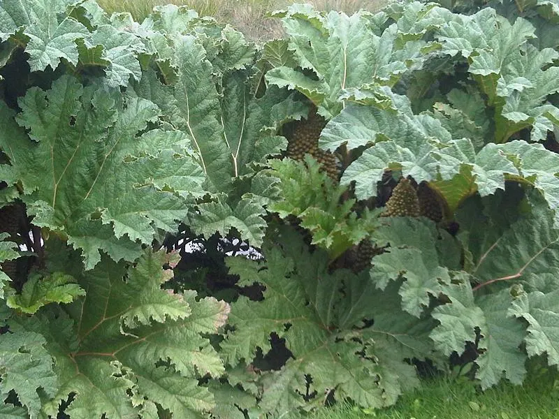 Chilean Gunnera, Dinosaur Food (Gunnera Tinctoria) — Ideal for waterside plantings