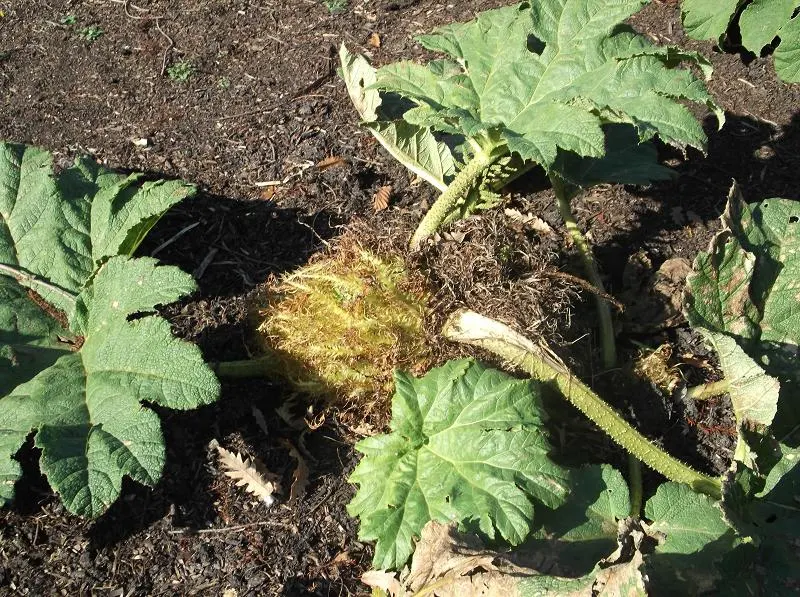 Chilean Gunnera, Dinosaur Food (Gunnera Tinctoria) — humus-rich soil to mimic its native damp environments