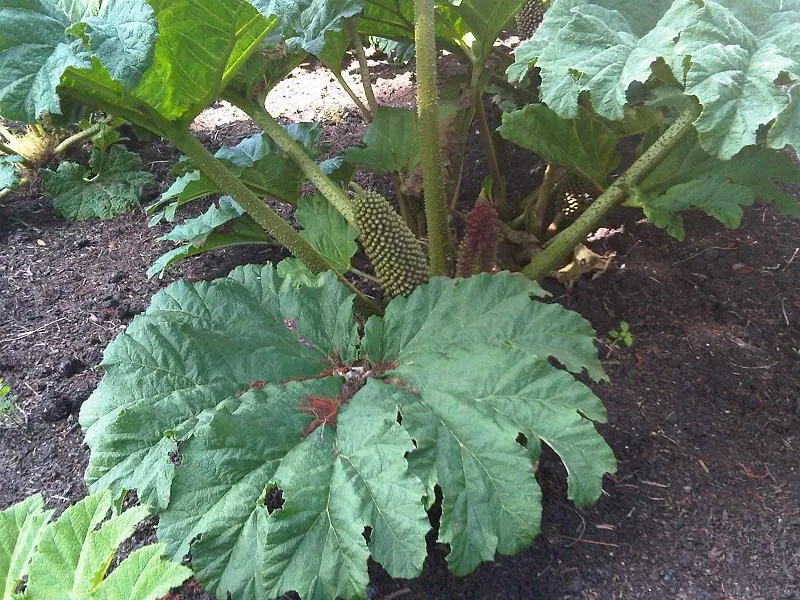 Chilean Gunnera, Dinosaur Food (Gunnera Tinctoria) — prehistoric-looking perennial; coarse-textured leaves that can reach an impressive span of up, image 48