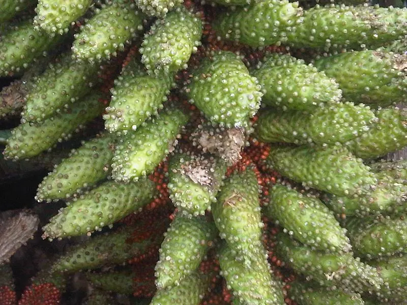 Chilean Gunnera, Dinosaur Food (Gunnera Tinctoria) — giving it a decidedly primeval ambiance, image 58