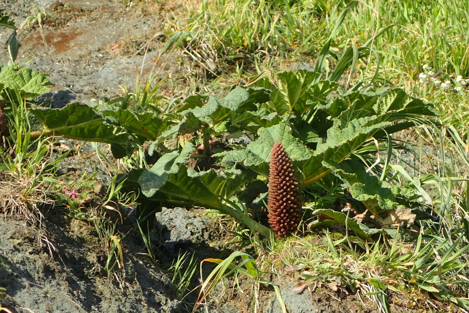 Chilean Gunnera, Dinosaur Food (Gunnera Tinctoria) — perennial plant hailing from the rainforest climates in South America