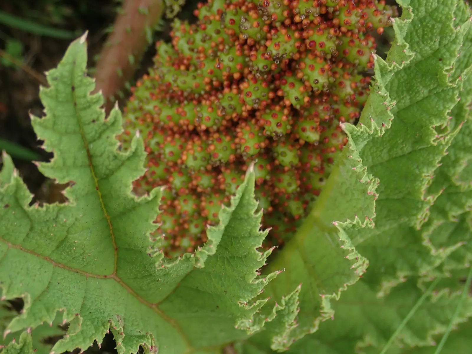 Chilean Gunnera, Dinosaur Food (Gunnera Tinctoria) — the Chilean Gunnera produces erect; conical inflorescences that can attain heights of up to 6 feet