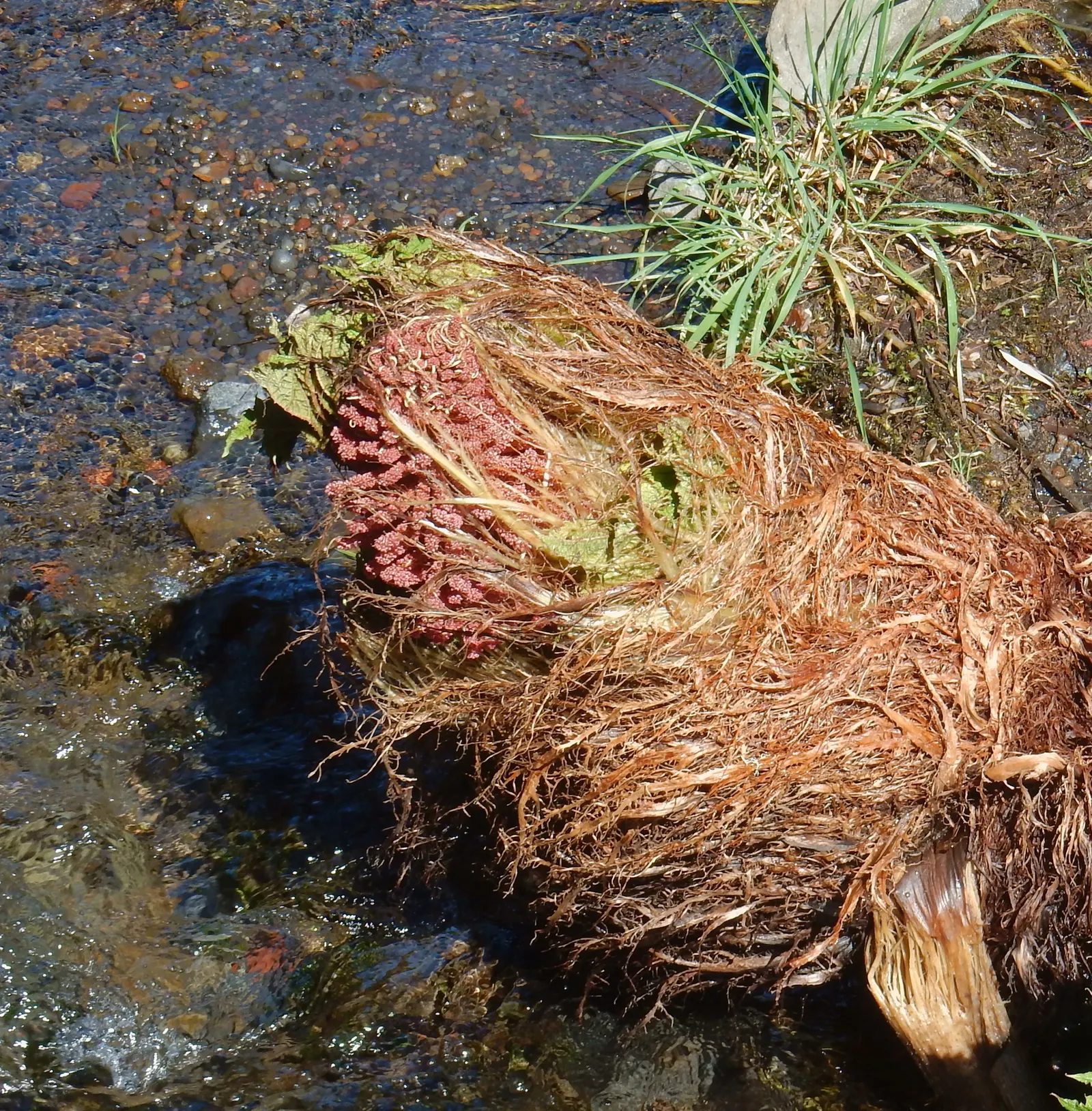 Chilean Gunnera, Dinosaur Food (Gunnera Tinctoria) — with a spread of up to 10 feet; the Chilean Gunnera produces erect