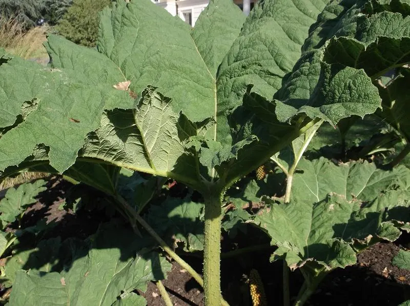 Chilean Gunnera, Dinosaur Food (Gunnera Tinctoria) — which can grow to 6 feet in length