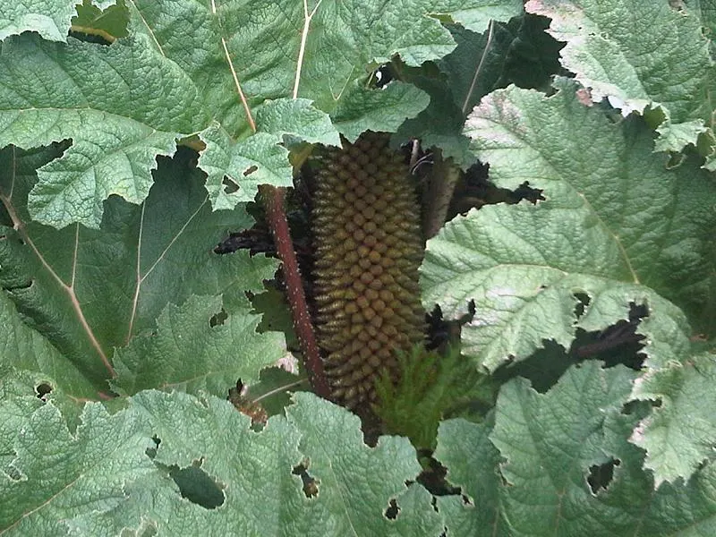 Chilean Gunnera, Dinosaur Food (Gunnera Tinctoria) — Suited for zones 7-10, it thrives in moist, humus-rich soil and partial shade, image 50