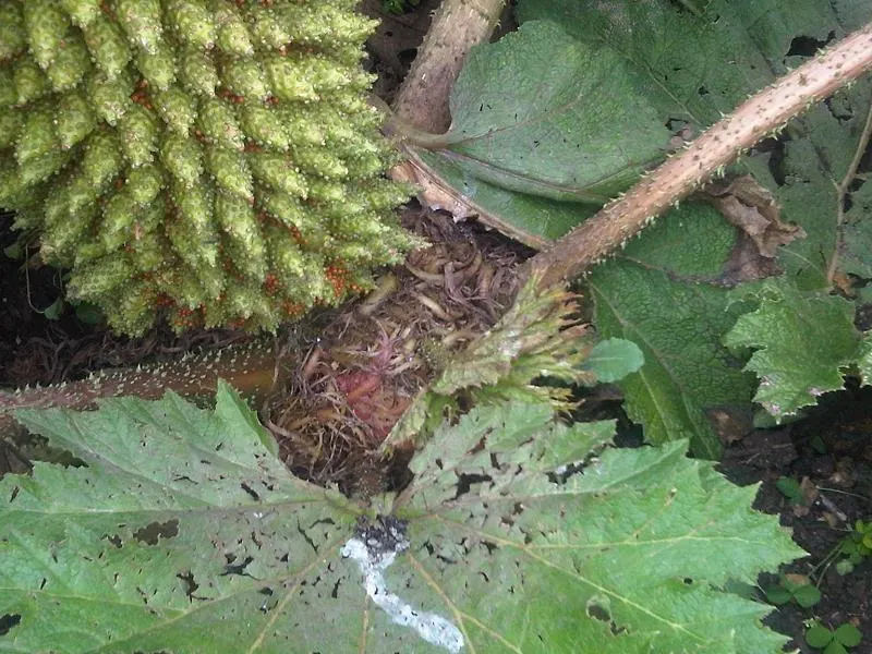 Chilean Gunnera, Dinosaur Food (Gunnera Tinctoria) — commonly referred to as Dinosaur Food or Giant Rhubarb; to accommodate its sprawling growth habit and