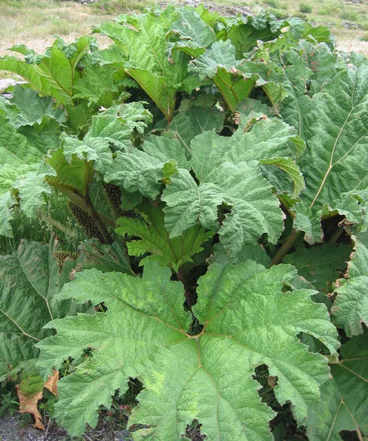 Chilean Gunnera, Dinosaur Food (Gunnera Tinctoria) — with a spread of up to 10 feet; the Chilean Gunnera produces erect, image 52