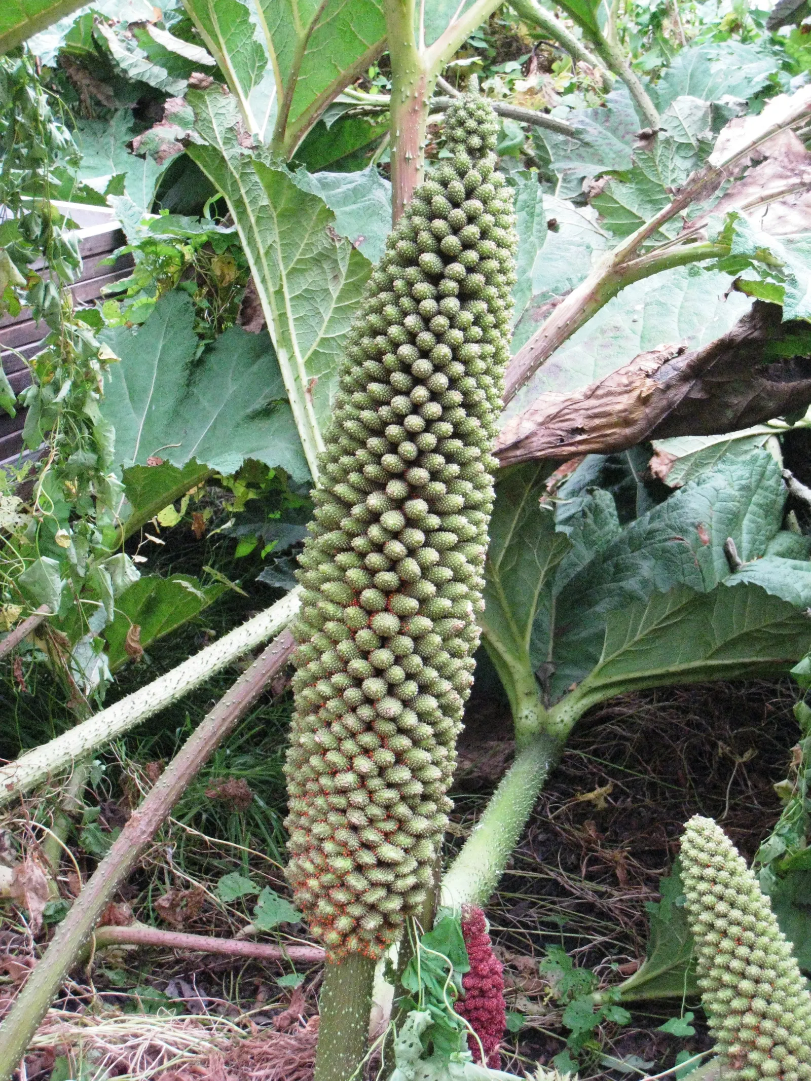 Chilean Gunnera, Dinosaur Food (Gunnera Tinctoria) — Scientifically known as Gunnera tinctoria; it requires ample room to grow, potentially, image 56