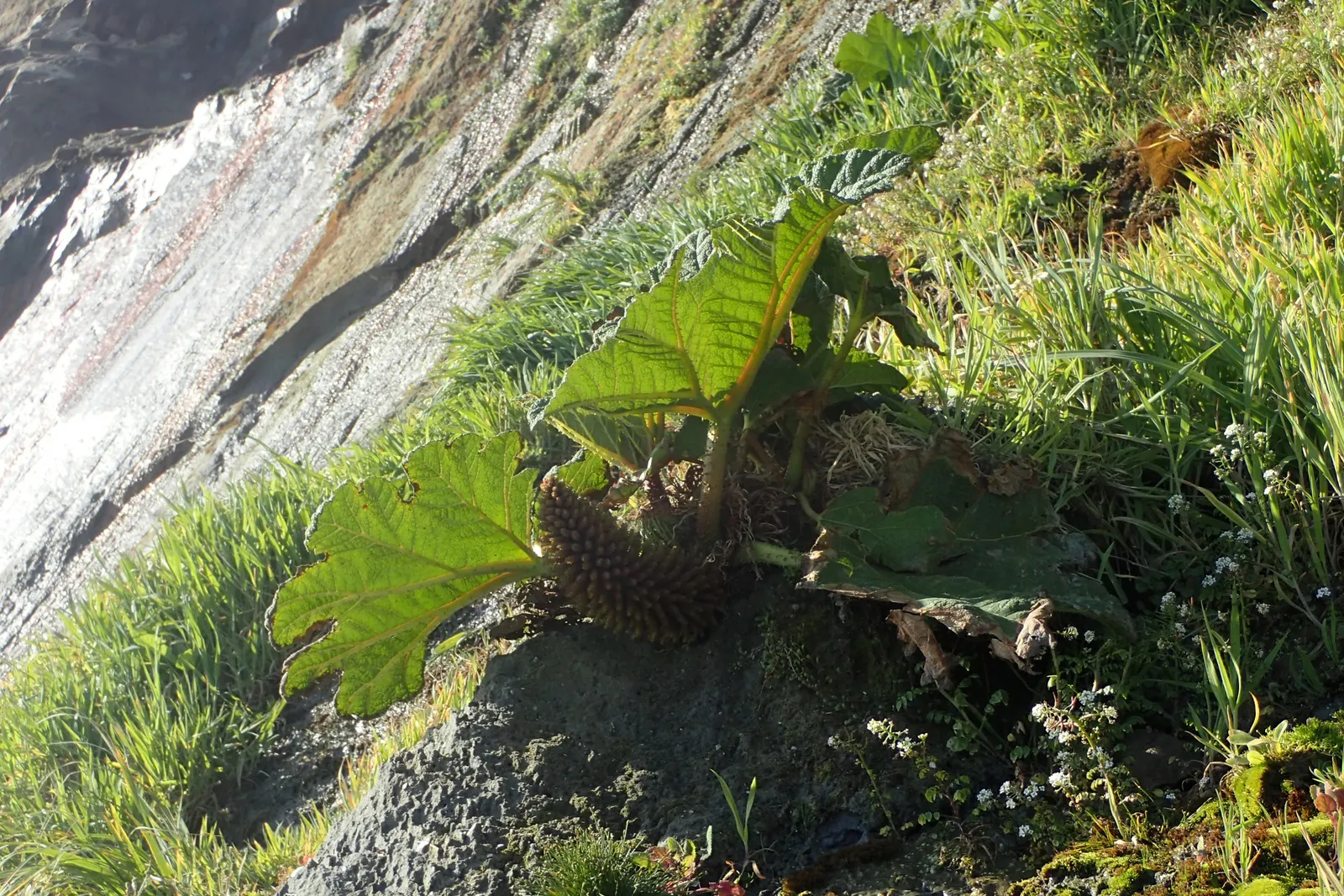 Chilean Gunnera, Dinosaur Food (Gunnera Tinctoria) — Its mammoth rhubarb-like leaves can span up to 8 feet, creating a dramatic canopy; boasting shades of