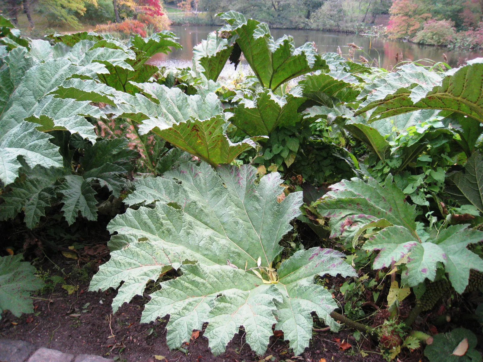 Chilean Gunnera, Dinosaur Food (Gunnera Tinctoria) — conical inflorescences that can attain heights of up to 6 feet; also known as Dinosaur Food (Gunnera