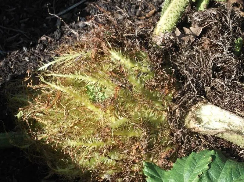 Chilean Gunnera, Dinosaur Food (Gunnera Tinctoria) — aquatic / perennial for half or shade