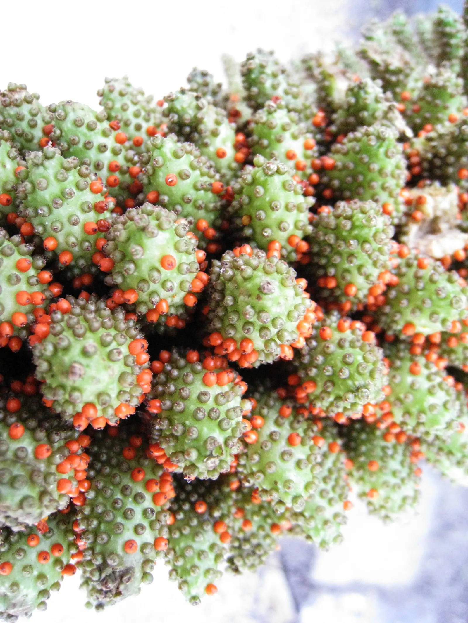Chilean Gunnera, Dinosaur Food (Gunnera Tinctoria) — giving it a decidedly primeval ambiance, image 35