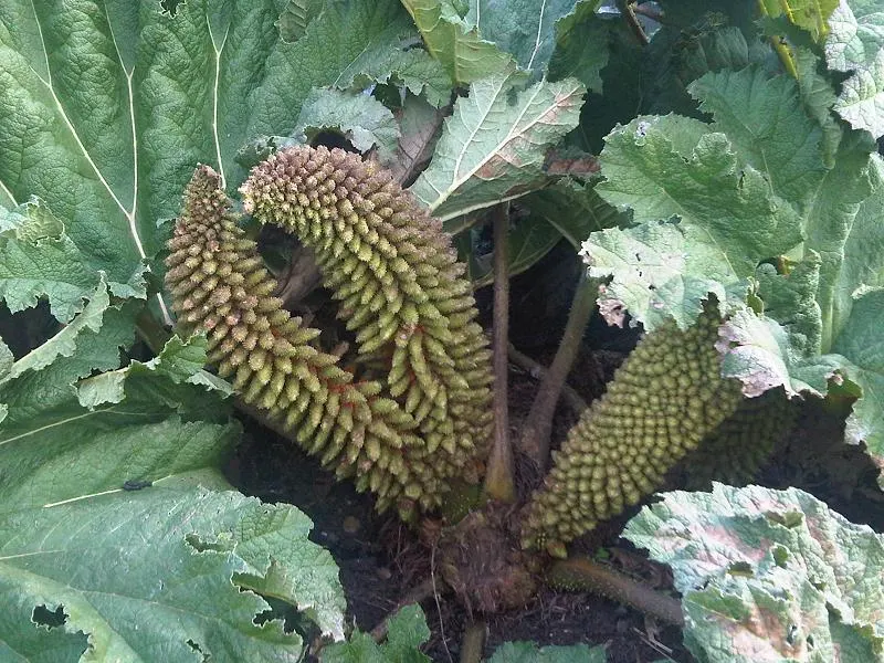Chilean Gunnera, Dinosaur Food (Gunnera Tinctoria) — commonly referred to as Dinosaur Food or Giant Rhubarb; to accommodate its sprawling growth, image 54