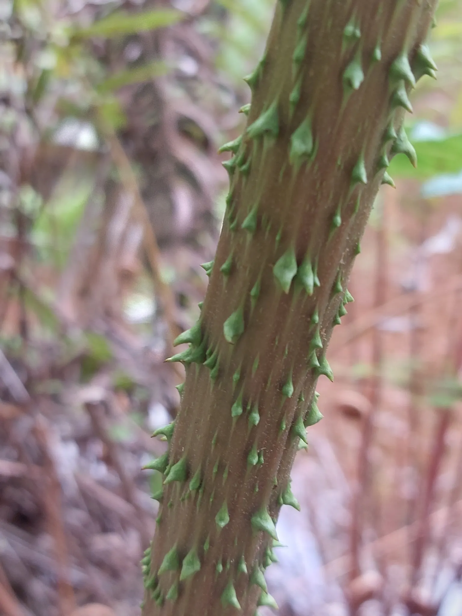 Chilean Gunnera, Dinosaur Food (Gunnera Tinctoria) — It requires ample room to grow, potentially spreading up to 10 feet wide; with a spread of up to 10 feet