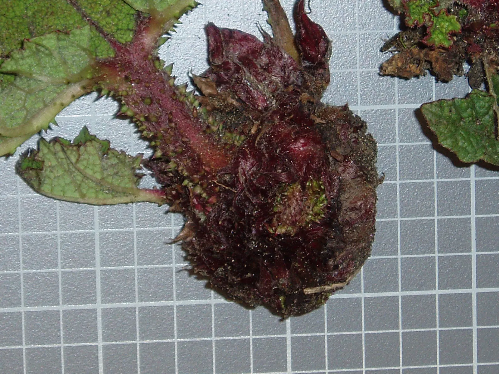 Chilean Gunnera, Dinosaur Food (Gunnera Tinctoria) — humus-rich soil to mimic its native damp environments; account for its need for significant soil moisture