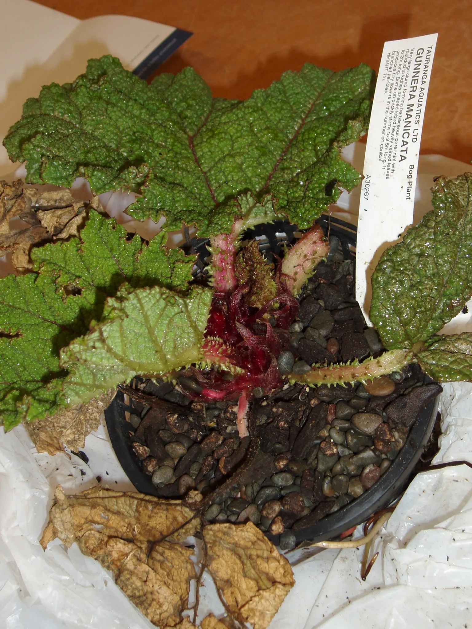 Chilean Gunnera, Dinosaur Food (Gunnera Tinctoria) — giving it a decidedly primeval ambiance
