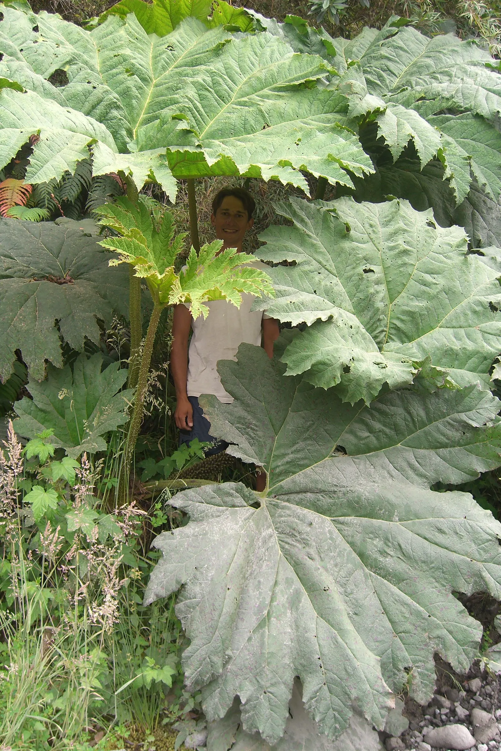 Chilean Gunnera, Dinosaur Food (Gunnera Tinctoria) — Its leaves emerge from a central