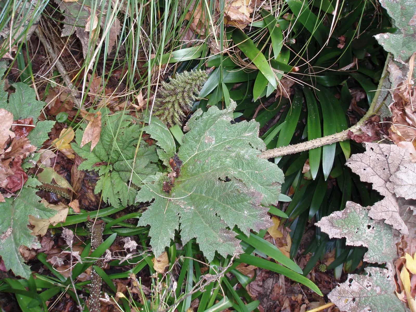Chilean Gunnera, Dinosaur Food (Gunnera Tinctoria) — to accommodate its sprawling growth habit and hefty stature