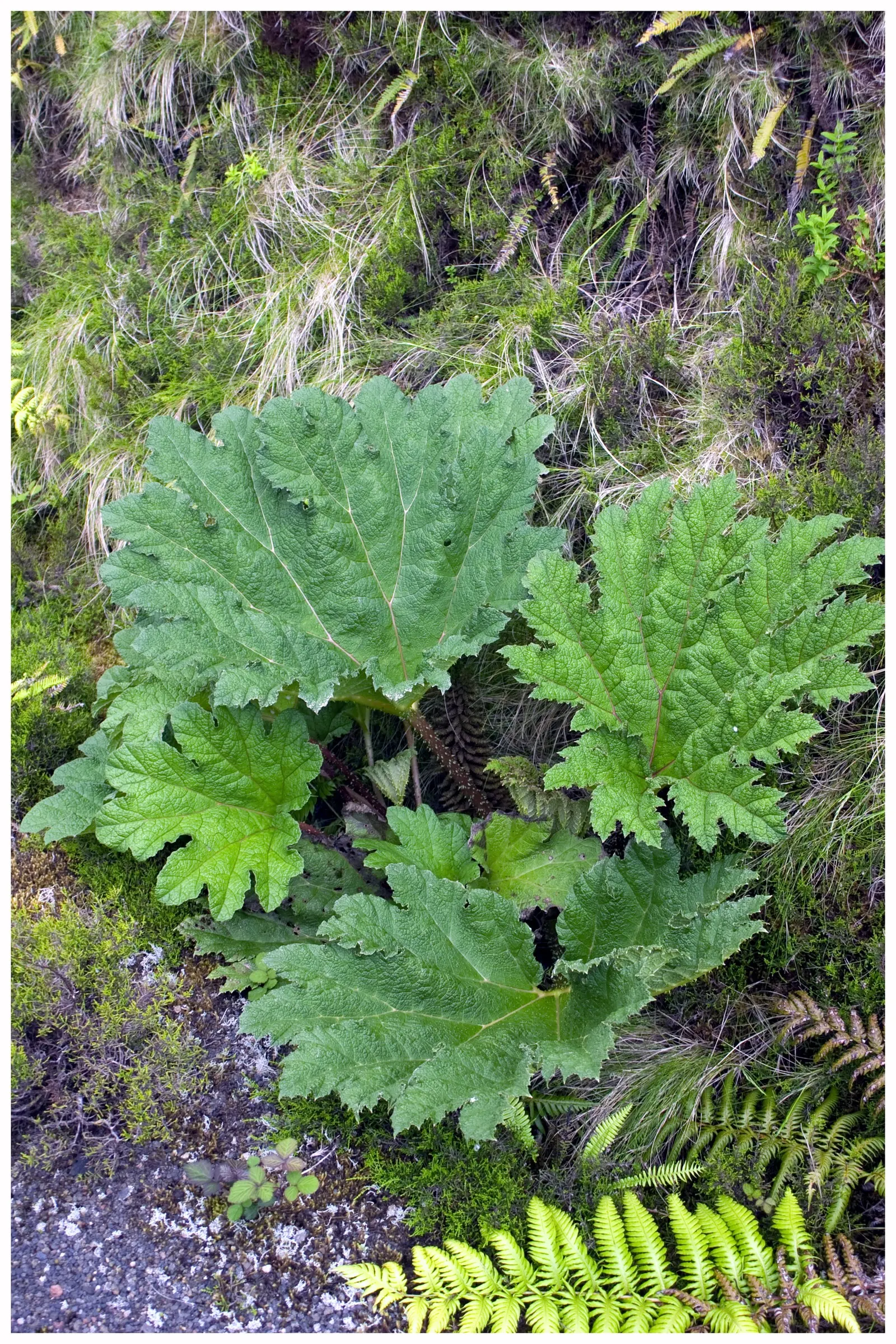 Chilean Gunnera, Dinosaur Food (Gunnera Tinctoria) — to accommodate its sprawling growth habit and hefty stature; aquatic / perennial for half or shade
