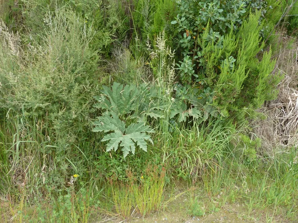 Chilean Gunnera, Dinosaur Food (Gunnera Tinctoria) — Ideal for waterside plantings; perennial plant hailing from the rainforest climates in South America