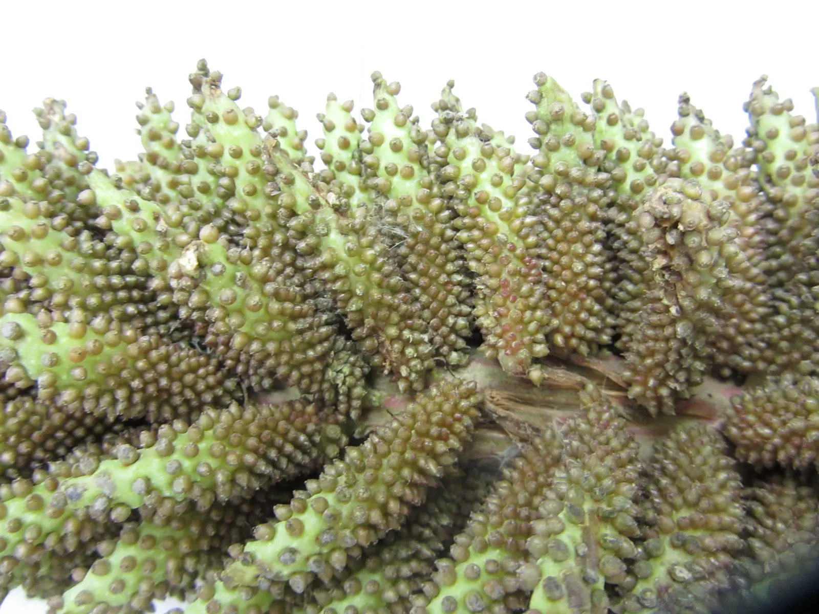 Chilean Gunnera, Dinosaur Food (Gunnera Tinctoria) — prehistoric-looking perennial